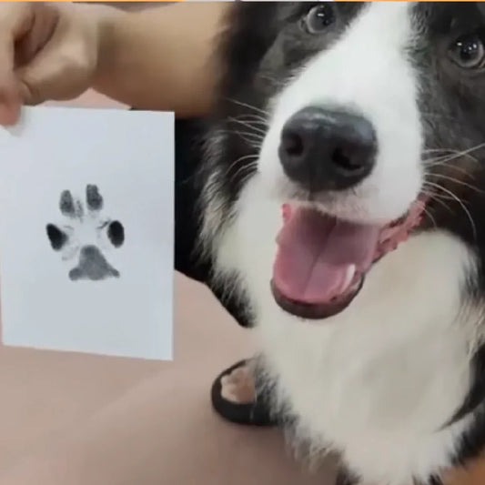 Souvenir Éternel de votre Animal 🐾